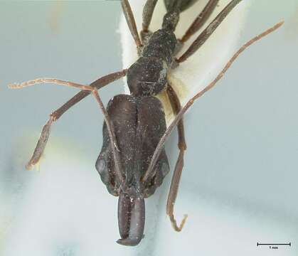 Image of Trap-jaw Ants