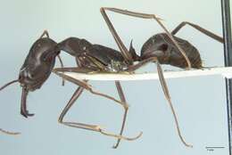 Image of Trap-jaw Ants