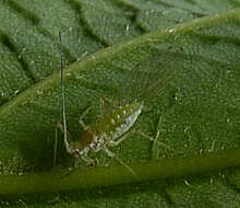 Image of Common sycamore aphid