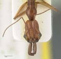 Imagem de Odontomachus malignus Smith 1859