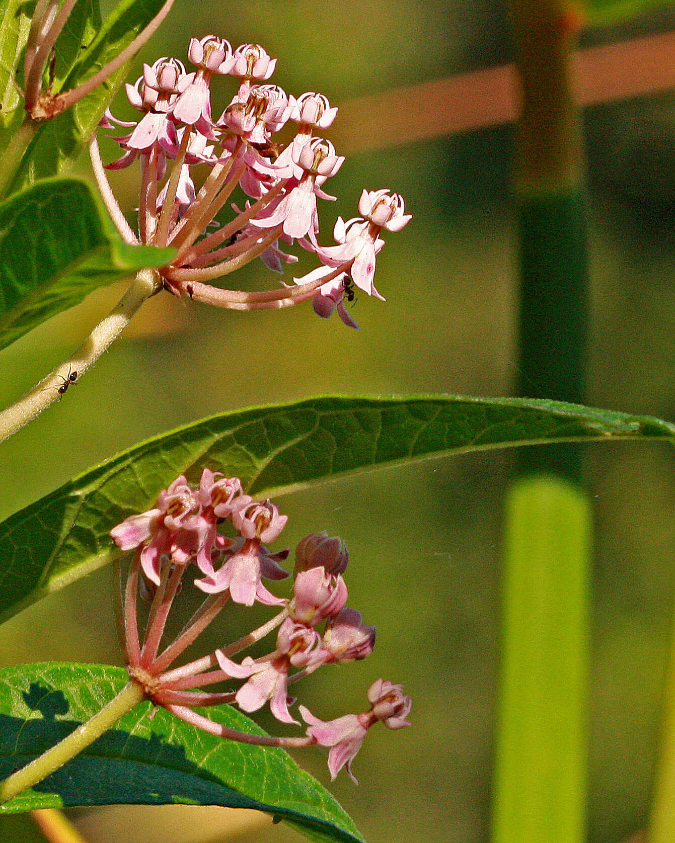 Imagem de Asclepias incarnata L.