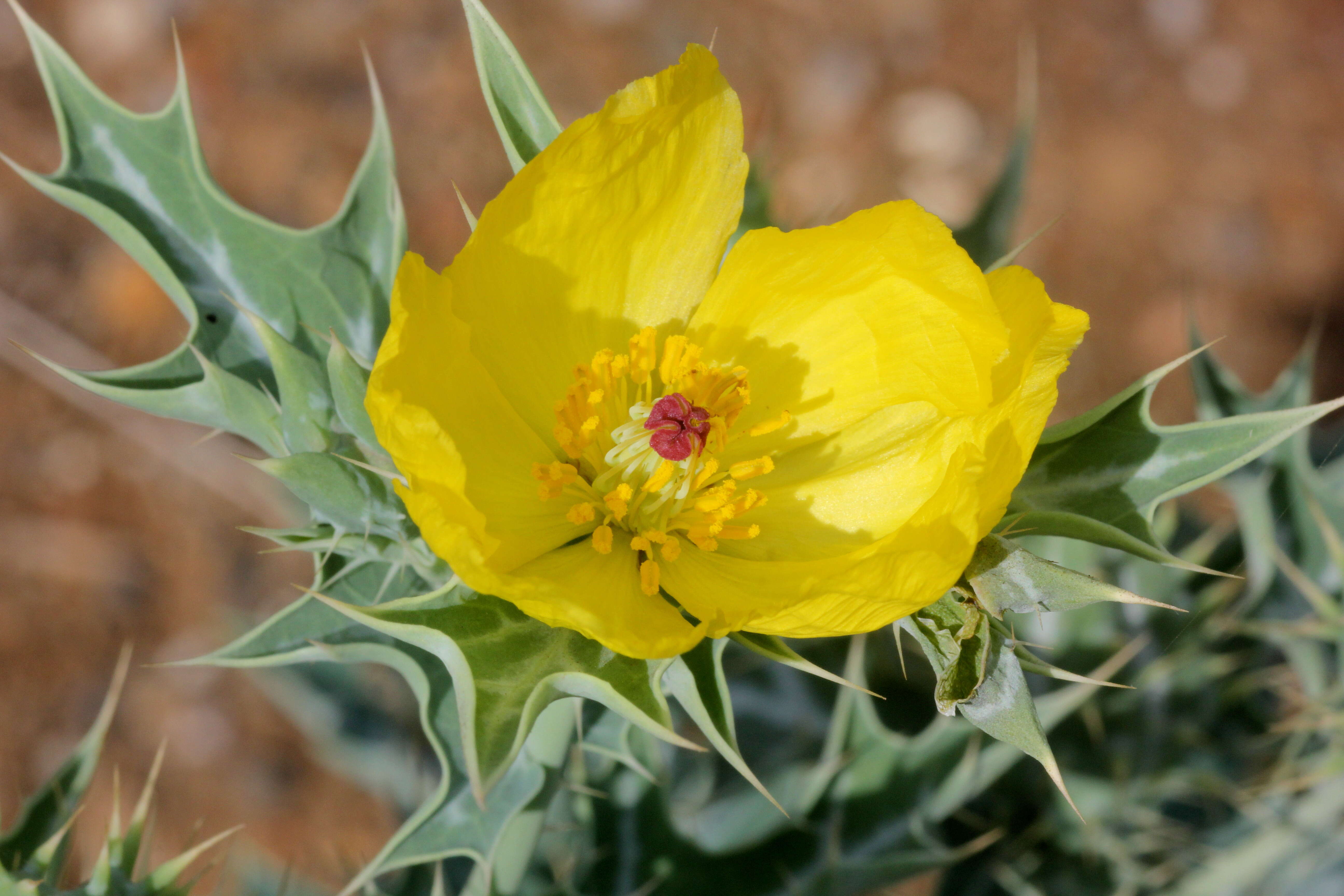 Image of Mexican pricklypoppy