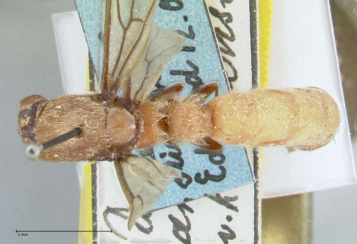 Image of Dorylus katanensis Stitz 1911