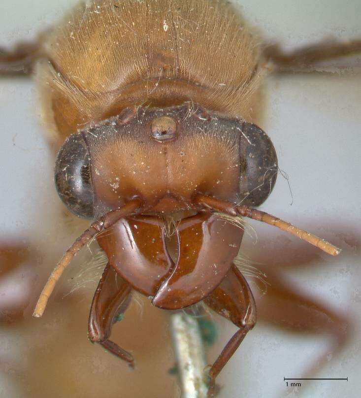 Image of Dorylus diadema Gerstaecker 1859