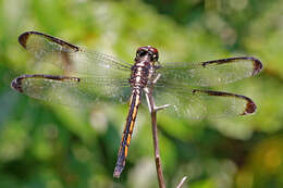 Image of Bar-winged Skimmer