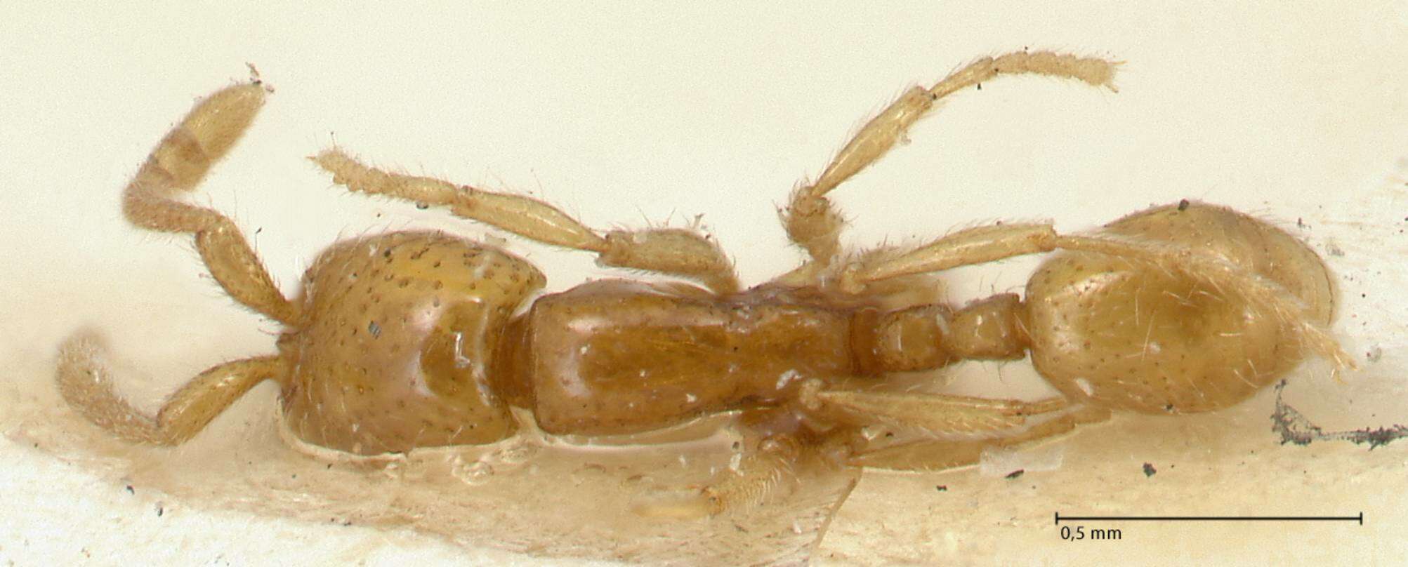 Image of Neivamyrmex angustinodis (Emery 1888)