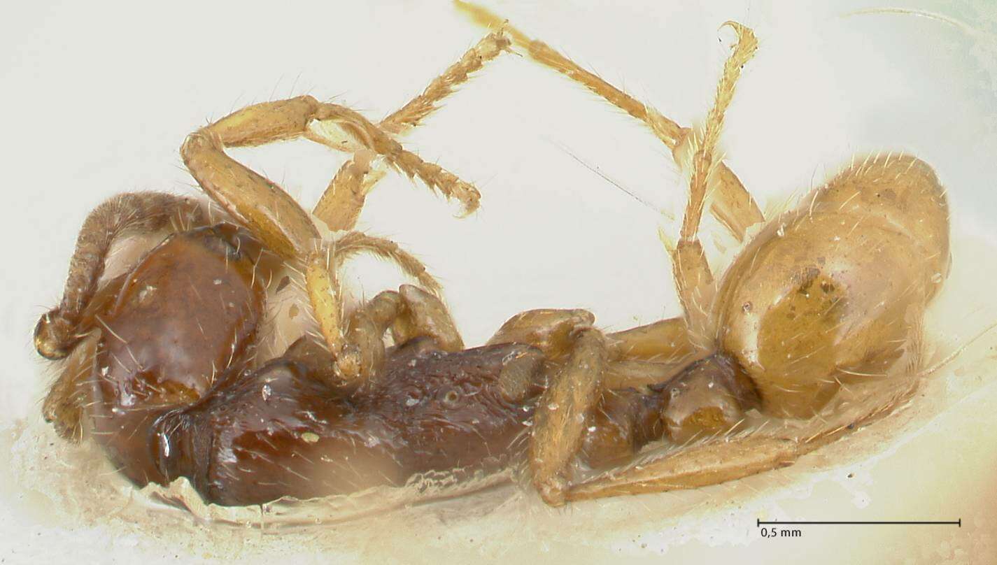 Image of Neivamyrmex balzani (Emery 1894)