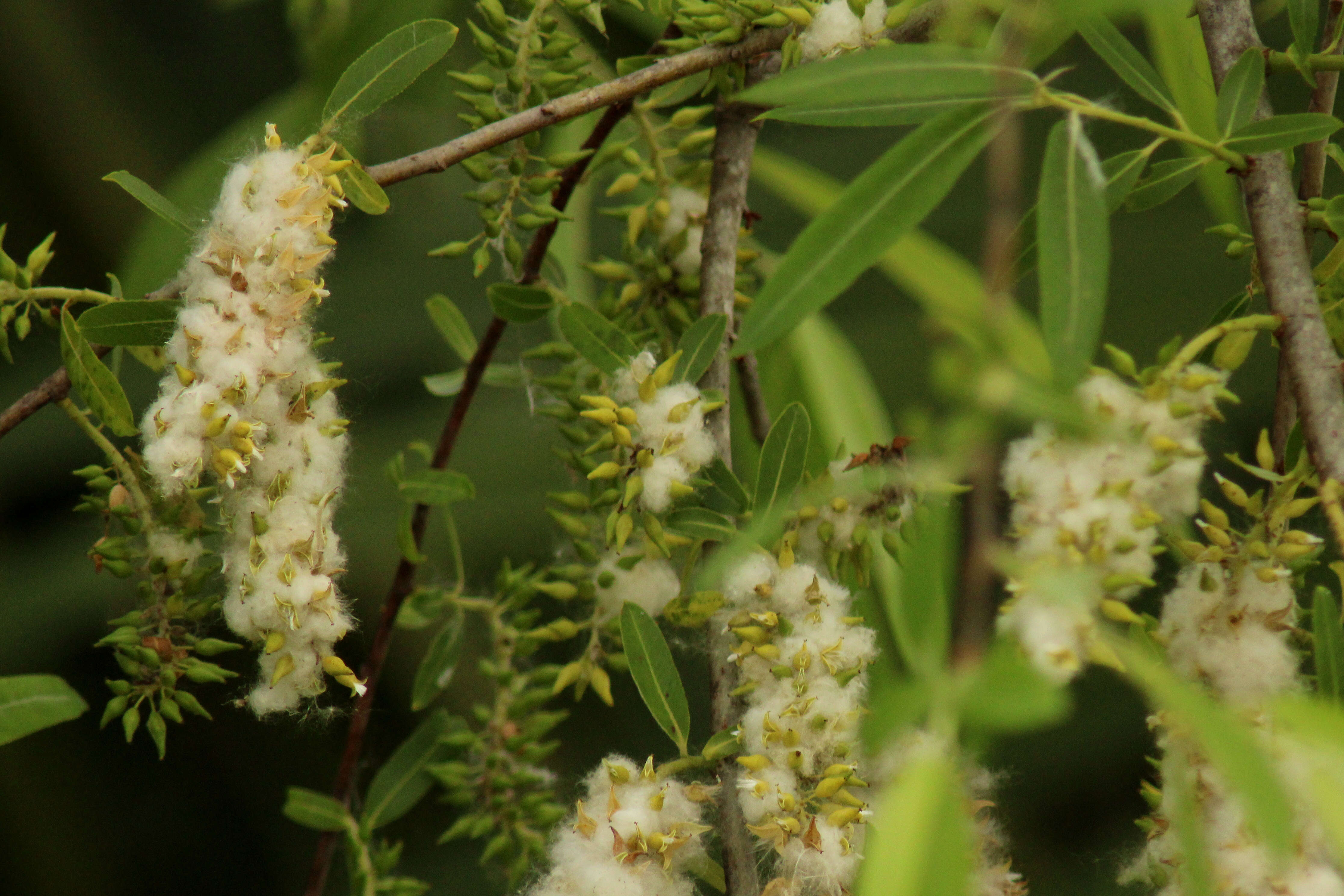 Image of coastal plain willow