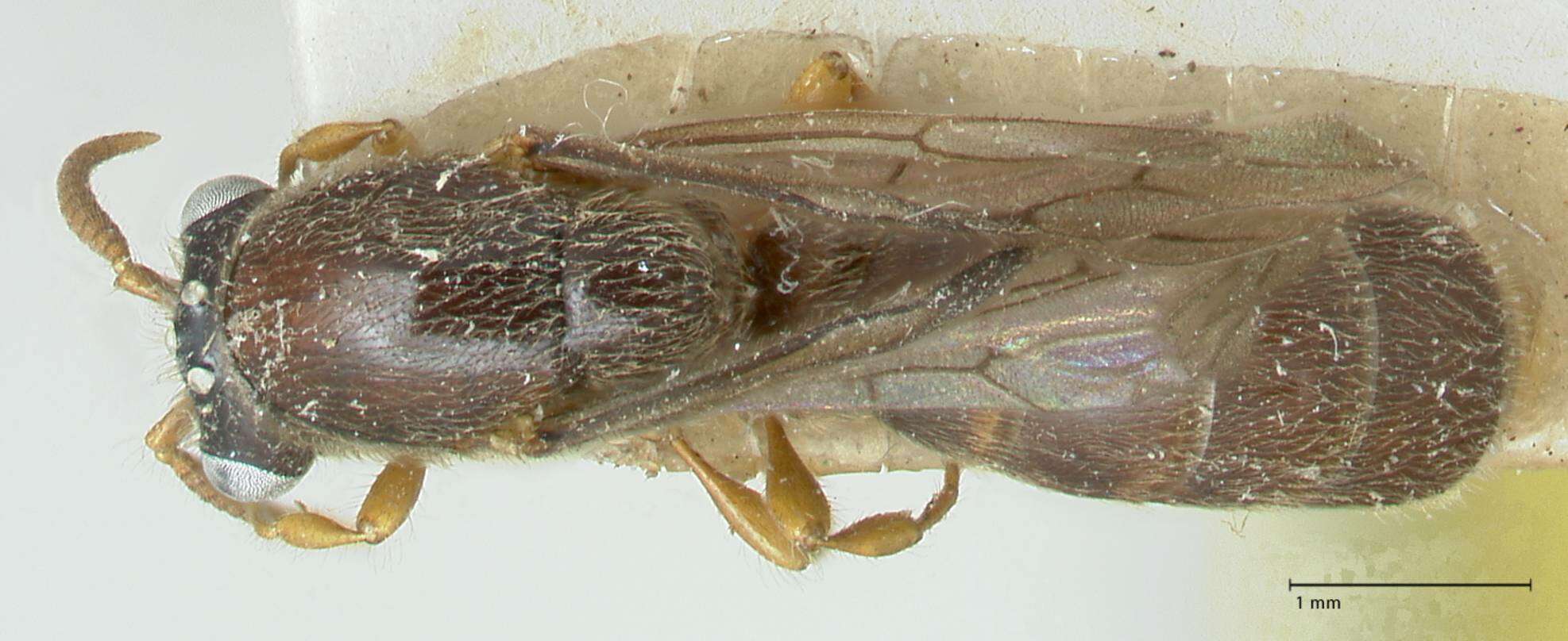 Image of Aenictus sumatrensis Forel 1913