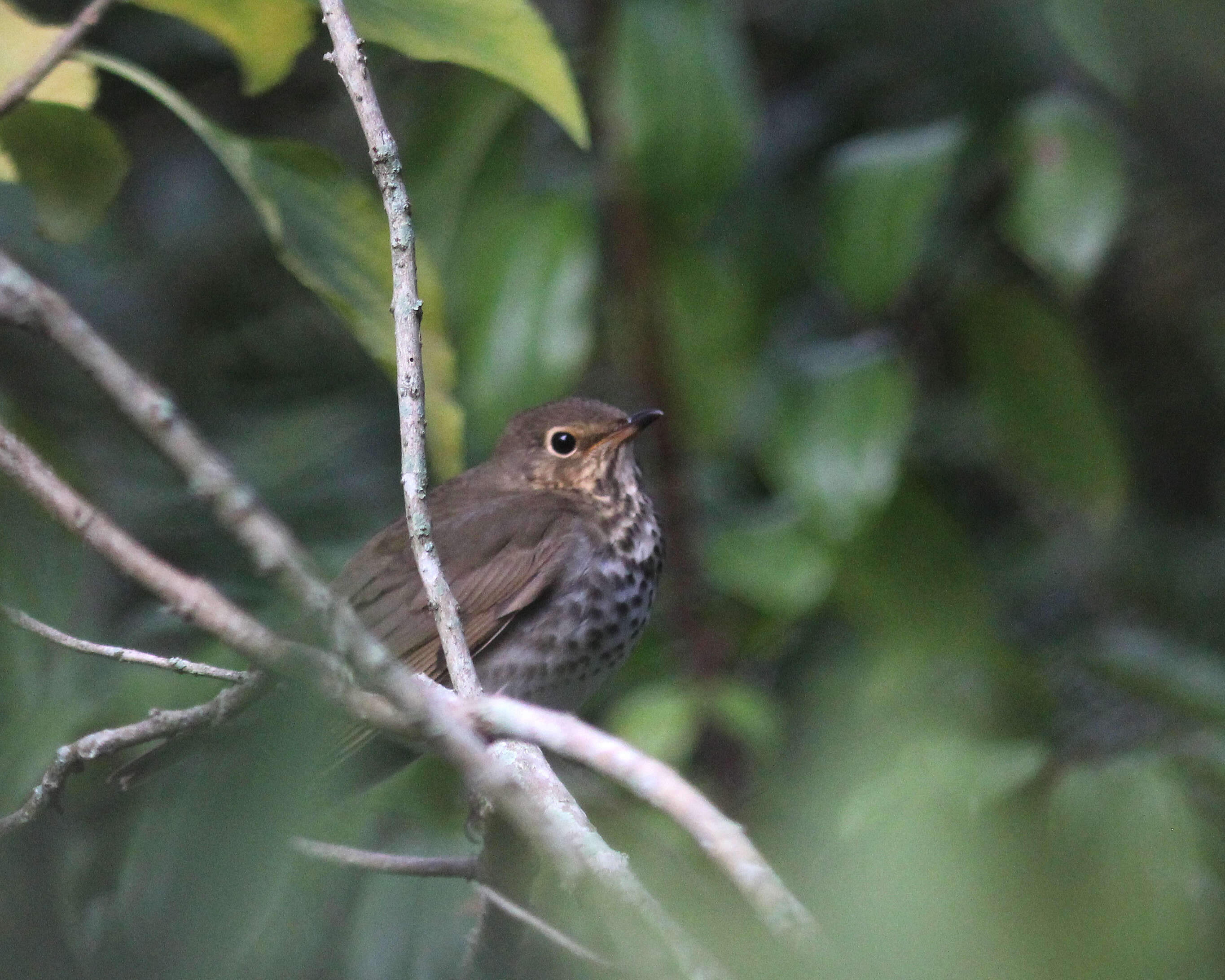 Image of Swainson's Thrush