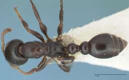 Image of Tetraponera penzigi (Mayr 1904)
