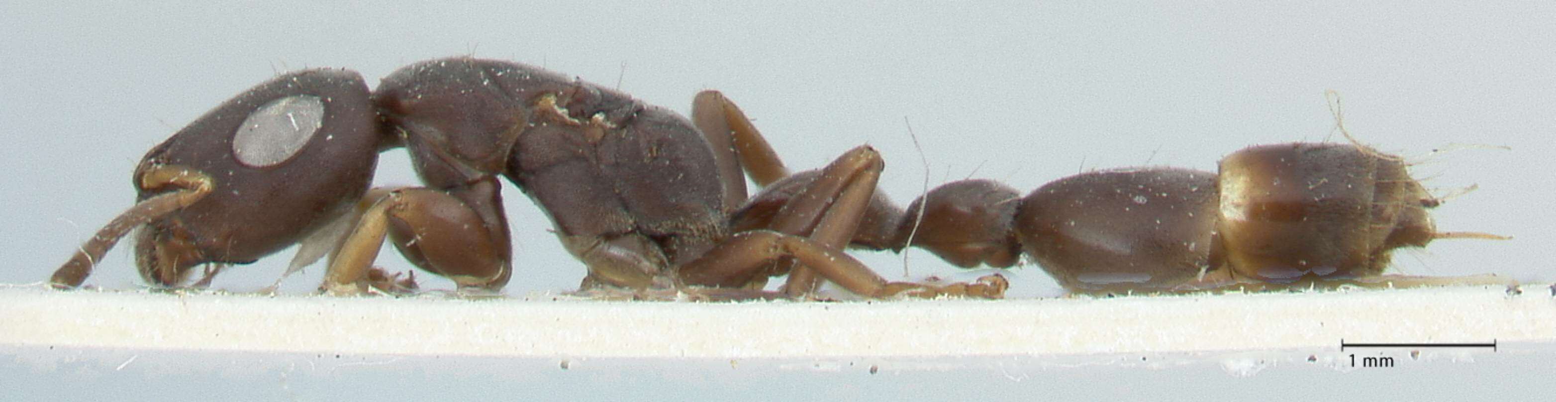Image of Tetraponera pilosa (Smith 1858)