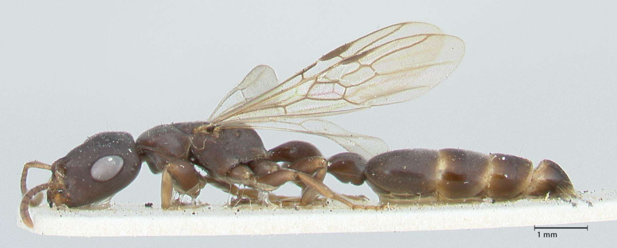 Image of Tetraponera pilosa (Smith 1858)