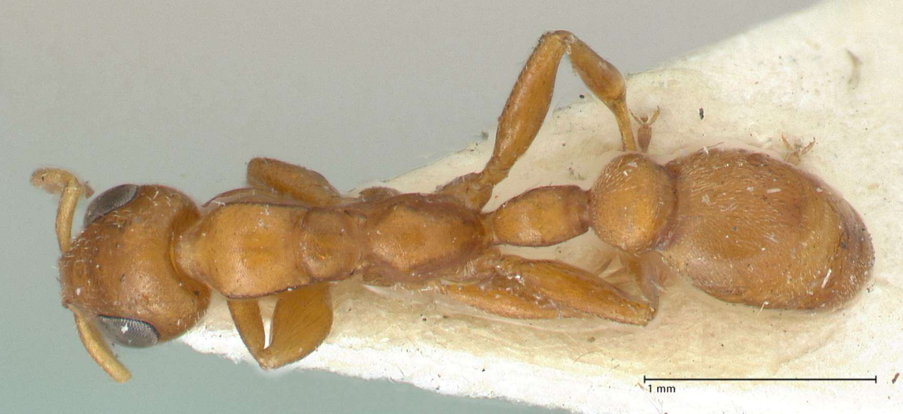 Image of Tetraponera ambigua (Emery 1895)