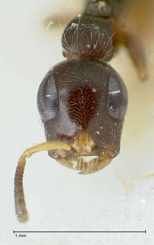 Tetraponera resmi