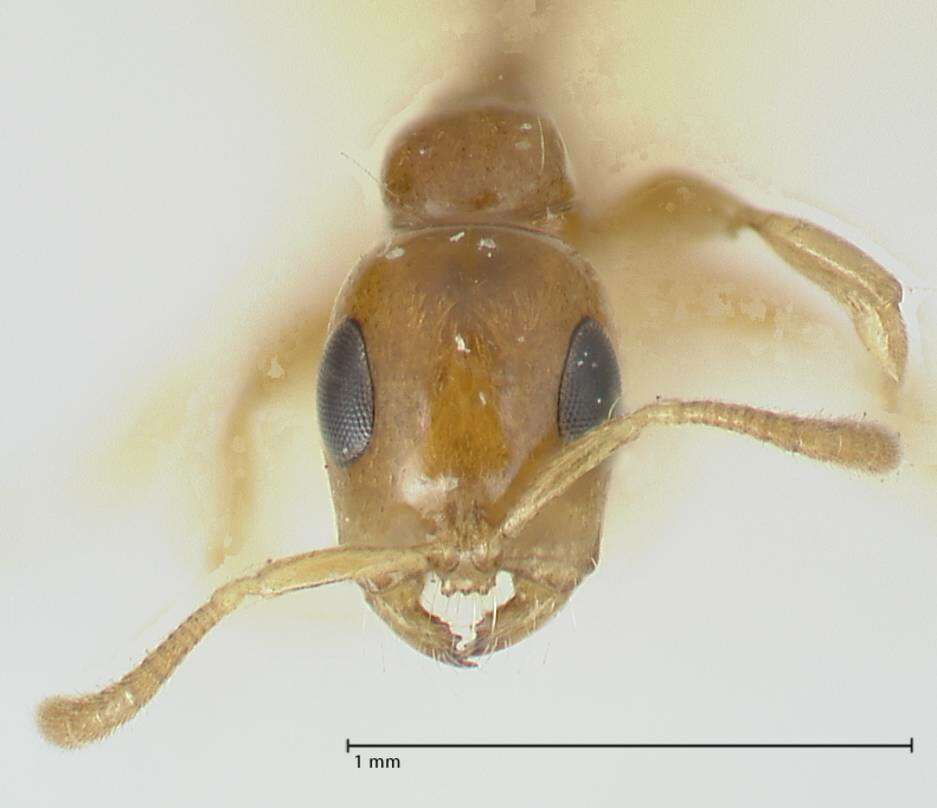 Image of Tetraponera difficilis (Emery 1900)