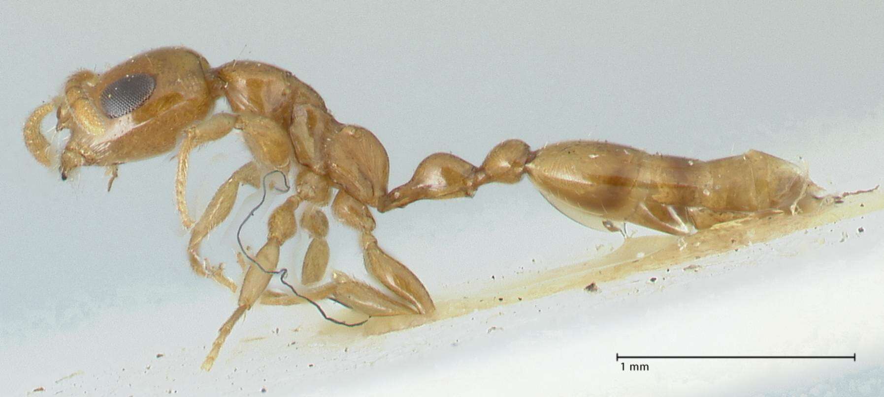 Image of Tetraponera difficilis (Emery 1900)