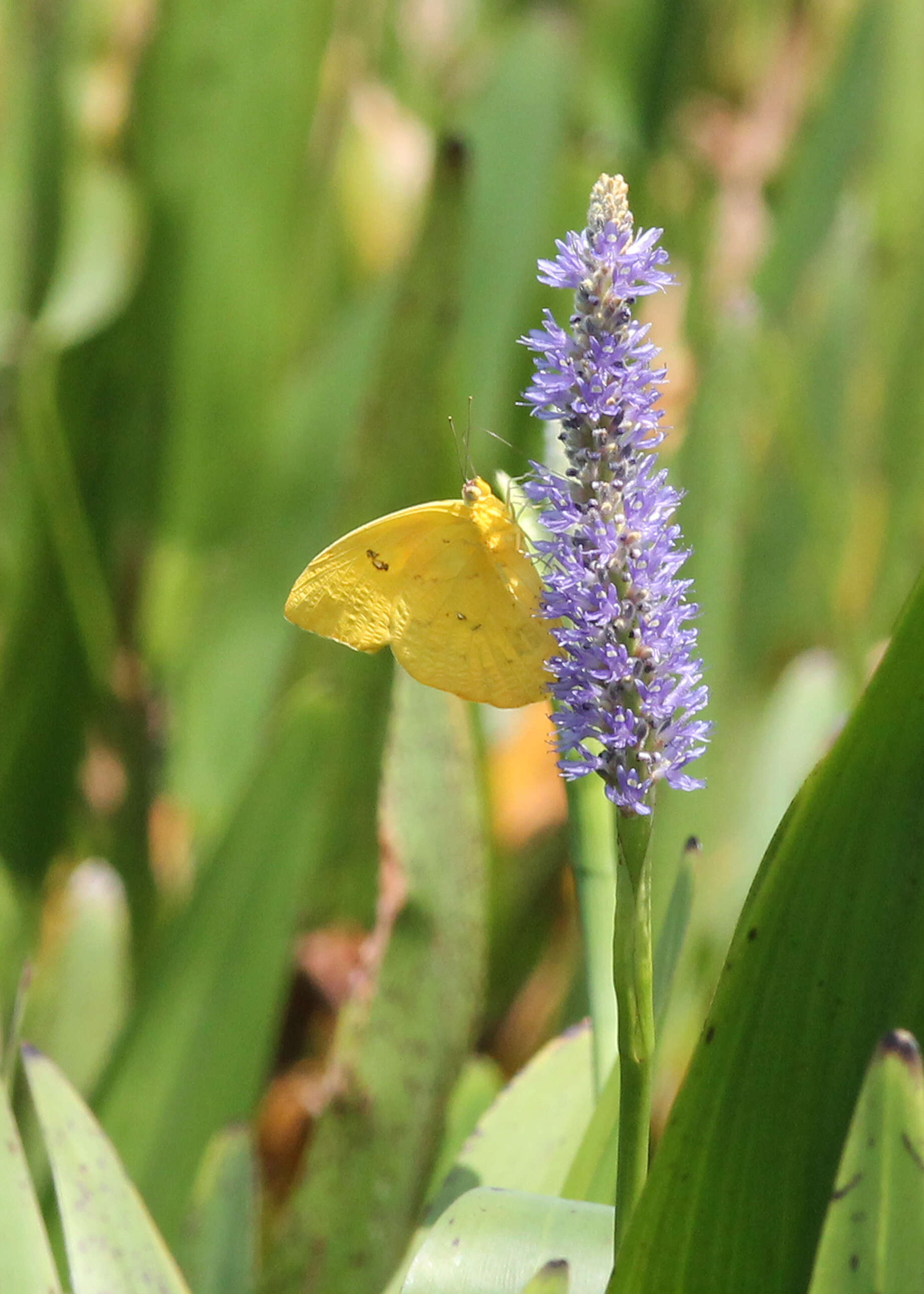 صورة Phoebis philea (Linnaeus 1763)