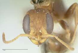 Image of Pseudomyrmex boopis (Roger 1863)