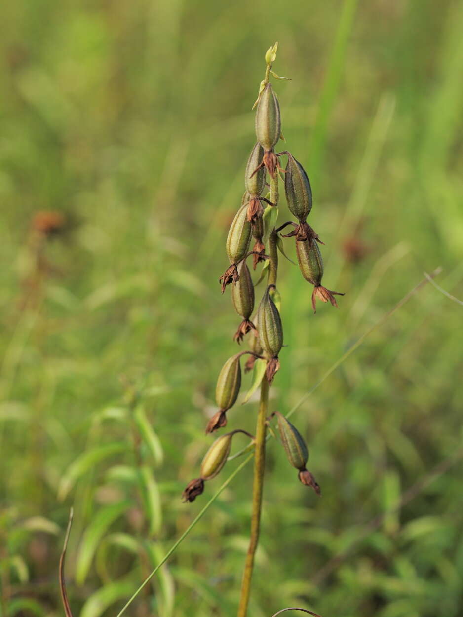 Imagem de Epipactis palustris (L.) Crantz