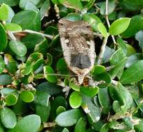 Image of Large Yellow Underwing