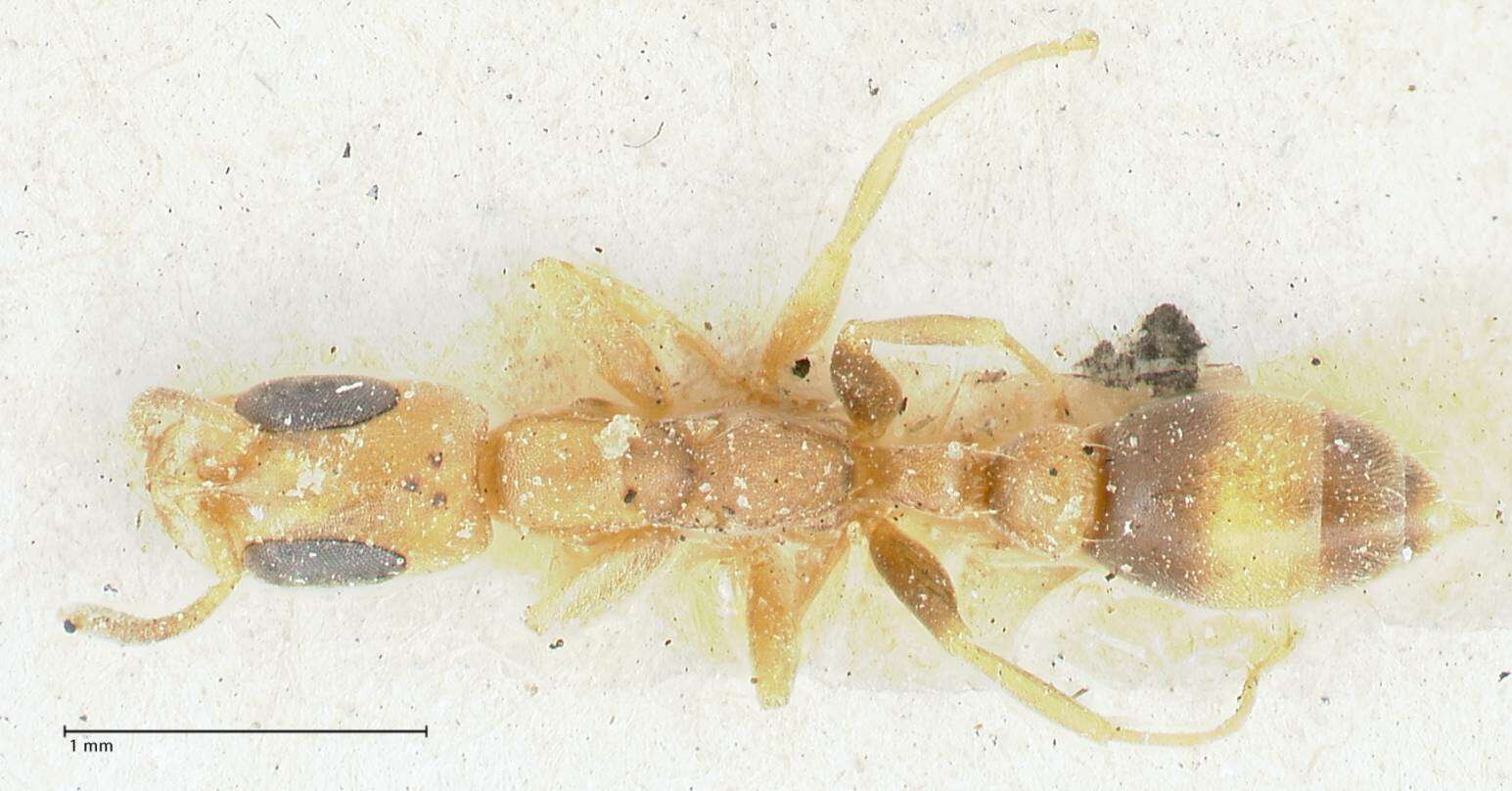 Image of Pseudomyrmex subtilissimus (Emery 1890)
