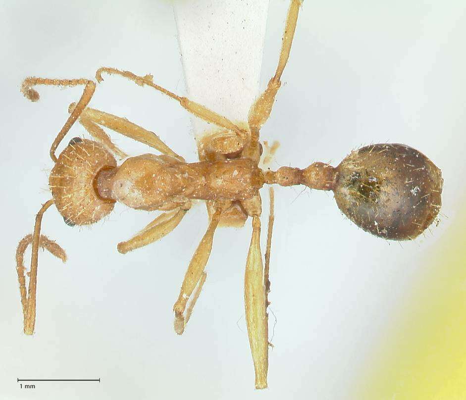 Image of Aphaenogaster splendida (Roger 1859)