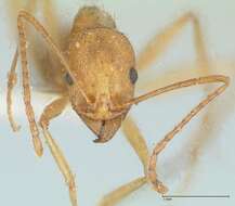 Image of Aphaenogaster splendida (Roger 1859)