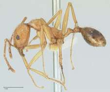 Image of Aphaenogaster splendida (Roger 1859)