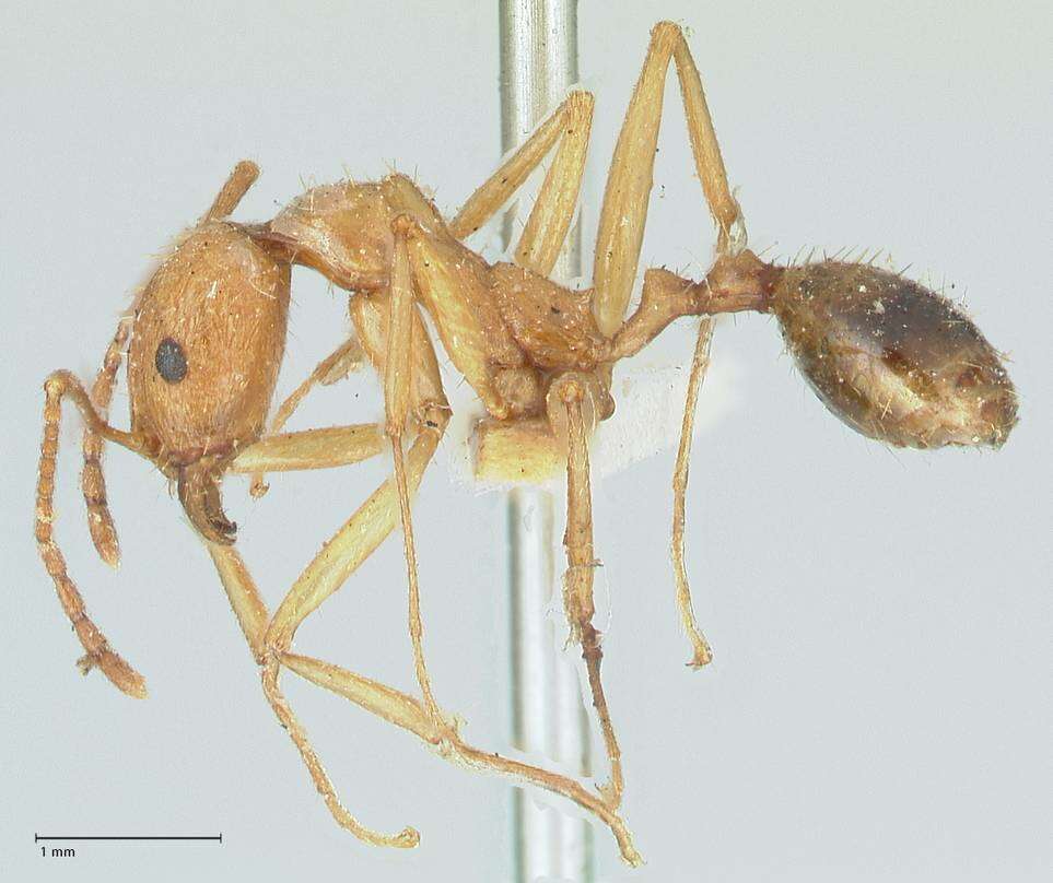 Image of Aphaenogaster splendida (Roger 1859)