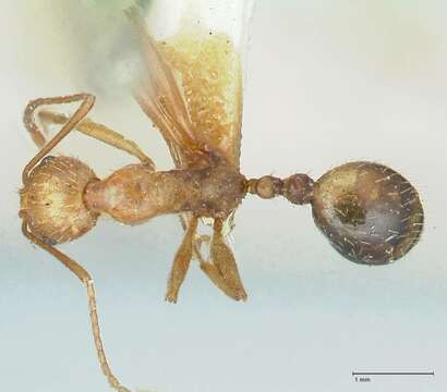 Image of Aphaenogaster splendida (Roger 1859)