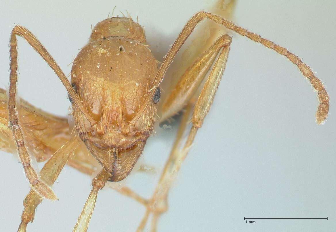 Image of Aphaenogaster splendida (Roger 1859)