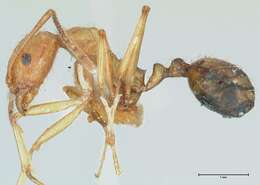 Image of Aphaenogaster splendida (Roger 1859)