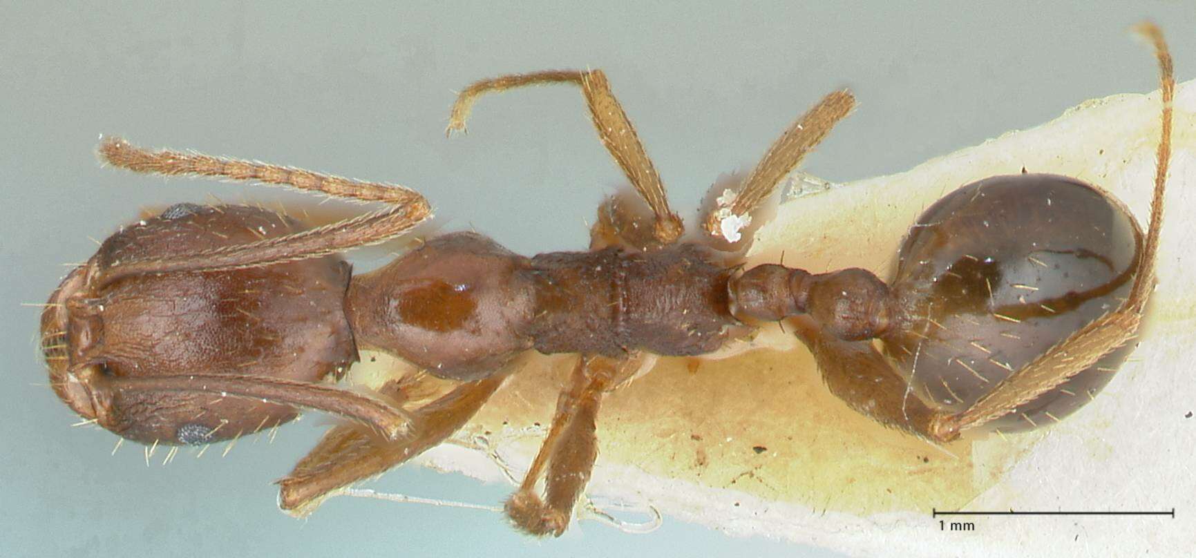 Image of Aphaenogaster muelleriana Wolf 1915