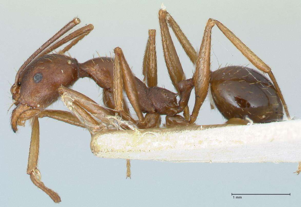 Image de Aphaenogaster muelleriana Wolf 1915