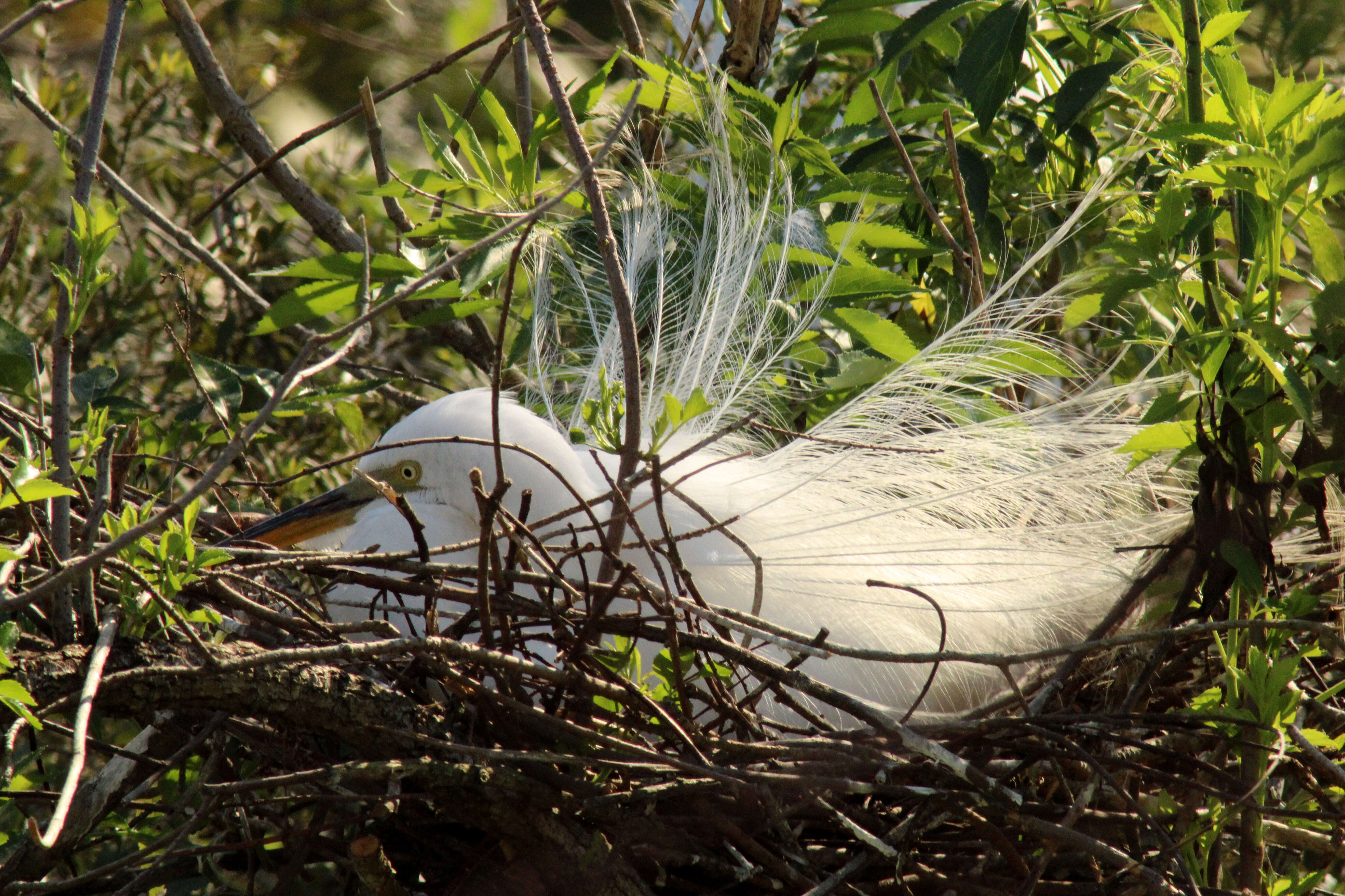 Image of Great Egret