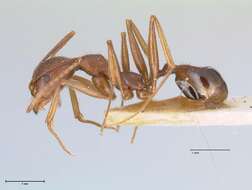 Image de Aphaenogaster muelleriana Wolf 1915