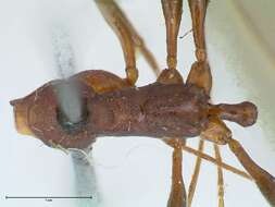 Image of Aphaenogaster lamellidens Mayr 1886