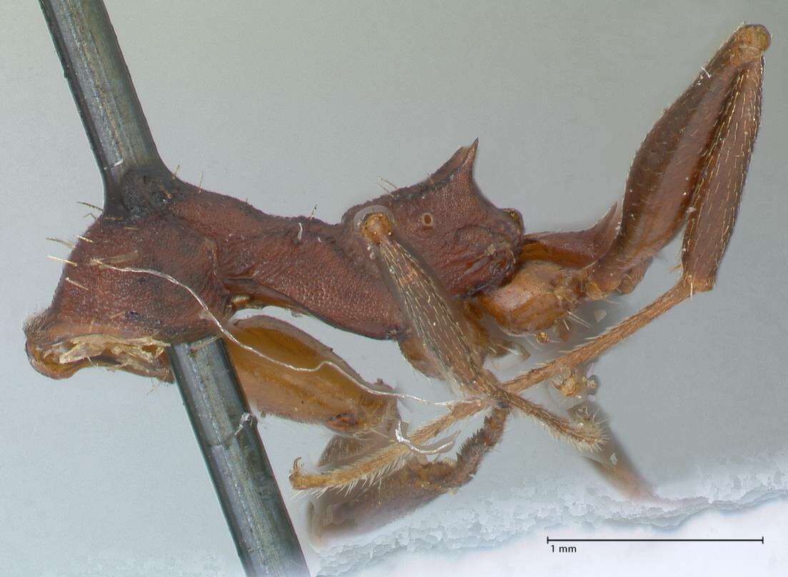 Image of Aphaenogaster lamellidens Mayr 1886