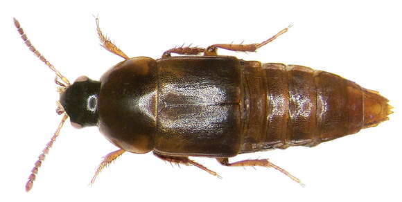 Image of Tachinus (Tachinus) bipustulatus (Fabricius 1792)