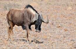 Image of Black Wildebeest