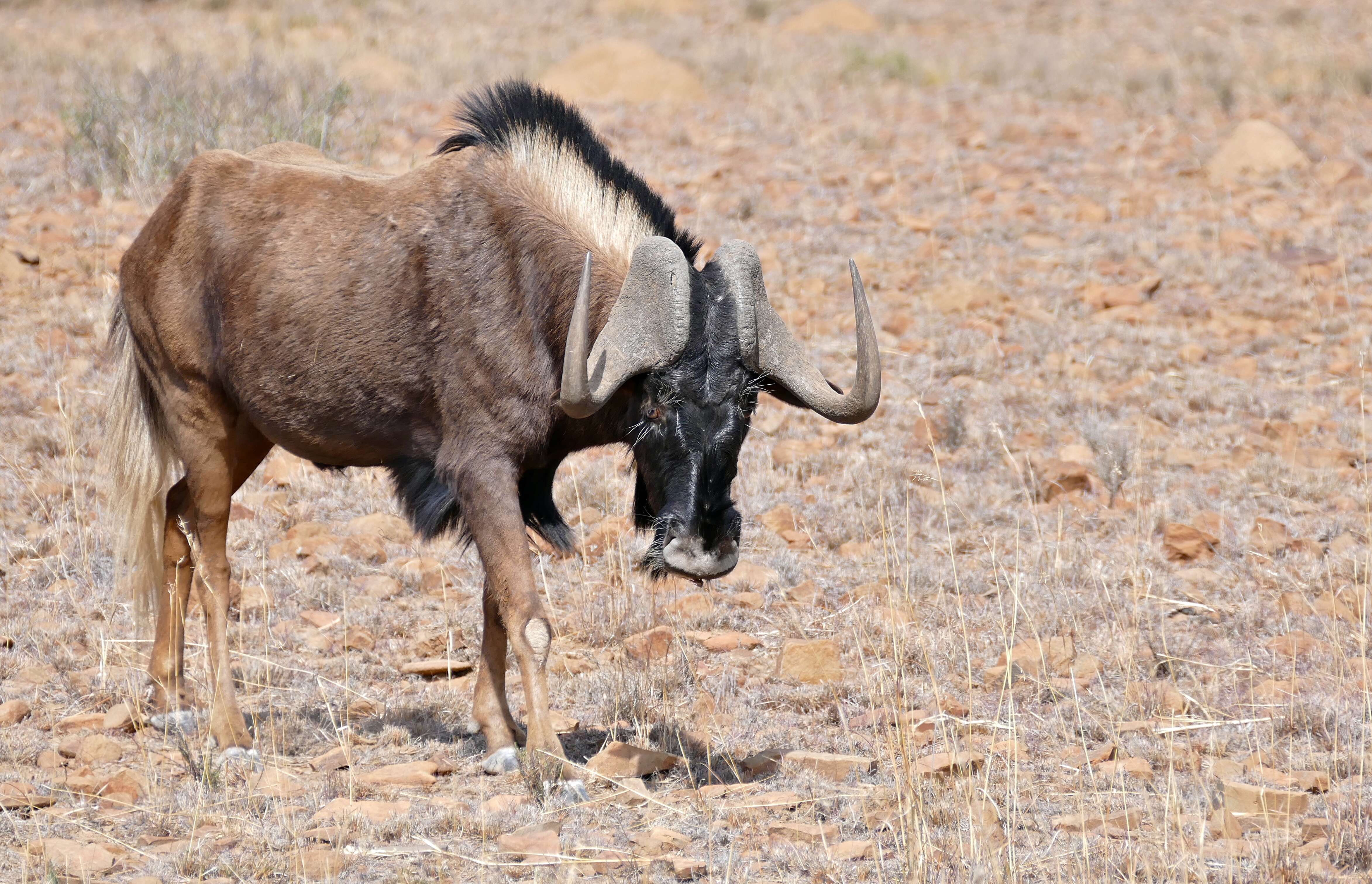 Image of Black Wildebeest