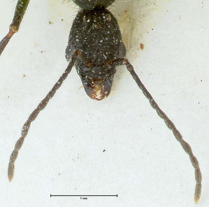 Image of Aphaenogaster praenoda Santschi 1933