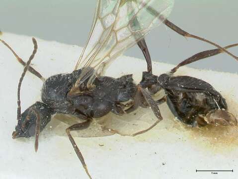 Aphaenogaster senilis Mayr 1853的圖片