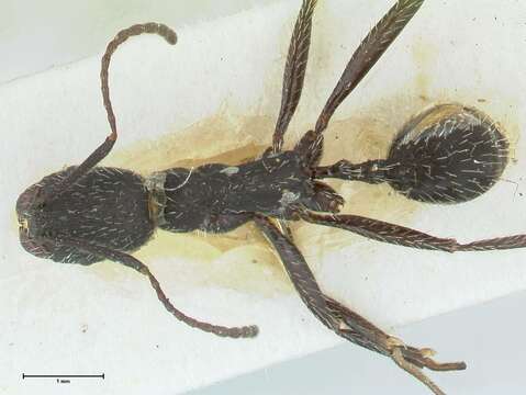 Image of Aphaenogaster senilis Mayr 1853