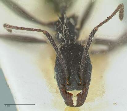 Aphaenogaster senilis Mayr 1853的圖片