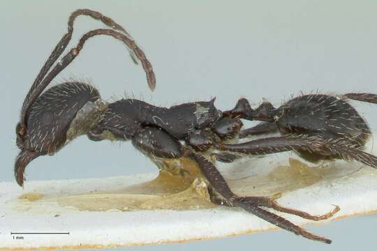 Aphaenogaster senilis Mayr 1853的圖片