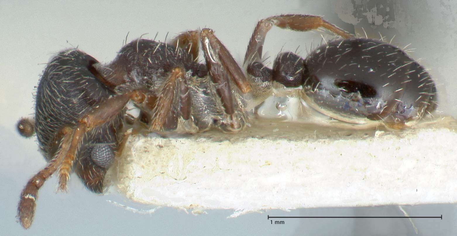 Image of Oxyopomyrmex krueperi Forel 1911