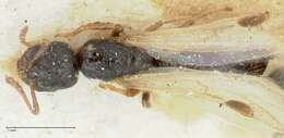 Image of Oxyopomyrmex saulcyi Emery 1889