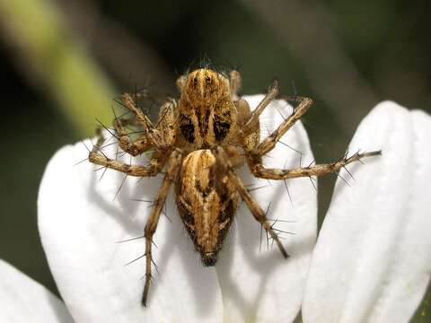 Image of lynx spider